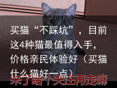 买猫“不踩坑”，目前这4种猫最值得入手，价格亲民体验好（买猫什么猫好一点）