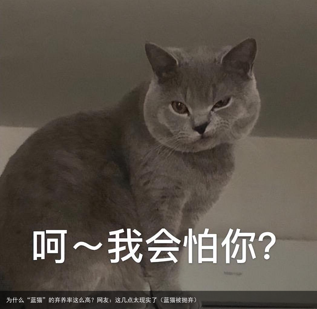 为什么“蓝猫”的弃养率这么高？网友：这几点太现实了（蓝猫被抛弃）