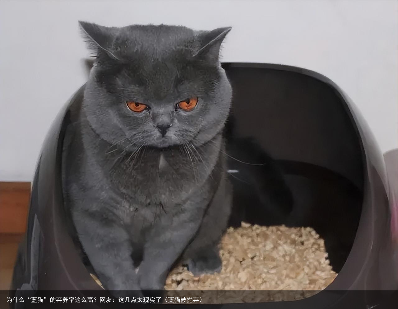 为什么“蓝猫”的弃养率这么高？网友：这几点太现实了（蓝猫被抛弃）