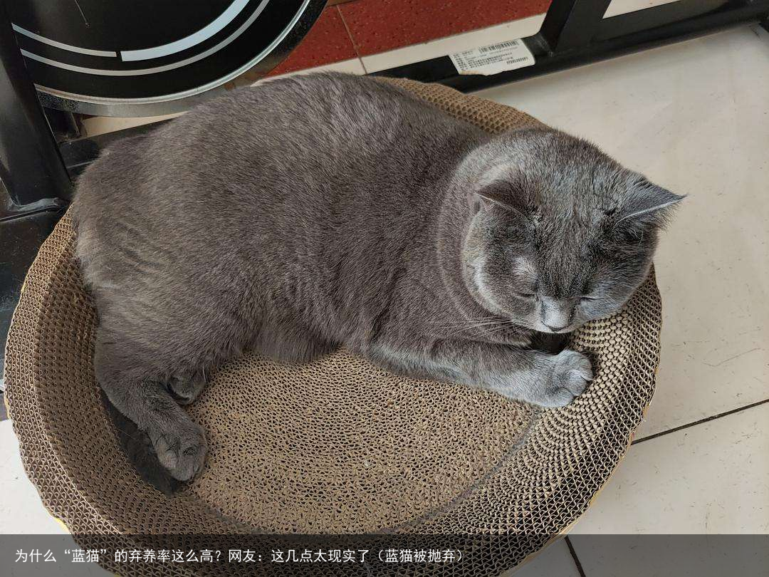 为什么“蓝猫”的弃养率这么高？网友：这几点太现实了（蓝猫被抛弃）