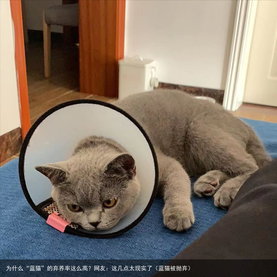 为什么“蓝猫”的弃养率这么高？网友：这几点太现实了（蓝猫被抛弃）