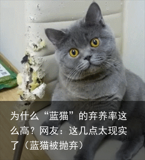 为什么“蓝猫”的弃养率这么高？网友：这几点太现实了（蓝猫被抛弃）