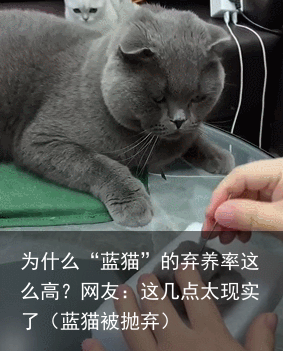 为什么“蓝猫”的弃养率这么高？网友：这几点太现实了（蓝猫被抛弃）
