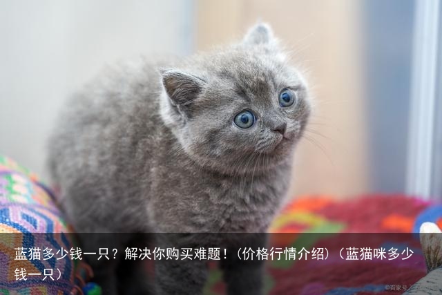 蓝猫多少钱一只？解决你购买难题！(价格行情介绍)（蓝猫咪多少钱一只）