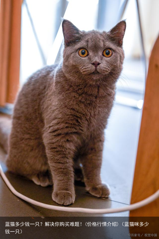 蓝猫多少钱一只？解决你购买难题！(价格行情介绍)（蓝猫咪多少钱一只）