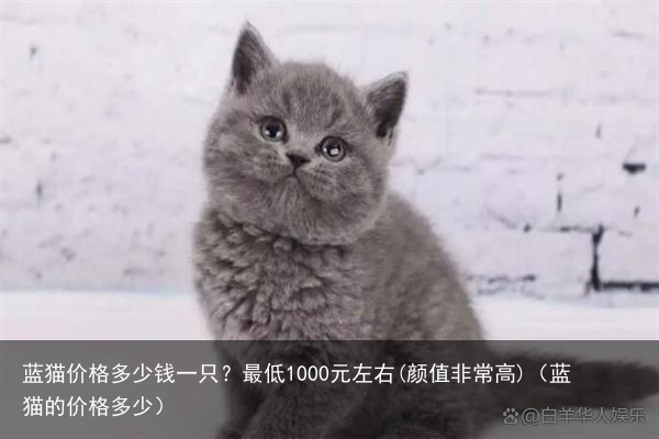 蓝猫价格多少钱一只？最低1000元左右(颜值非常高)（蓝猫的价格多少）