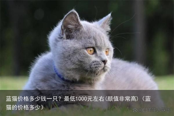 蓝猫价格多少钱一只？最低1000元左右(颜值非常高)（蓝猫的价格多少）