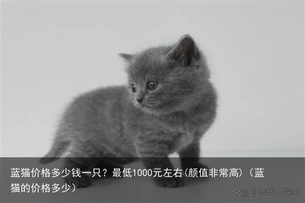 蓝猫价格多少钱一只？最低1000元左右(颜值非常高)（蓝猫的价格多少）