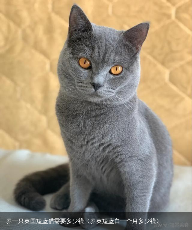 养一只英国短蓝猫需要多少钱（养英短蓝白一个月多少钱）