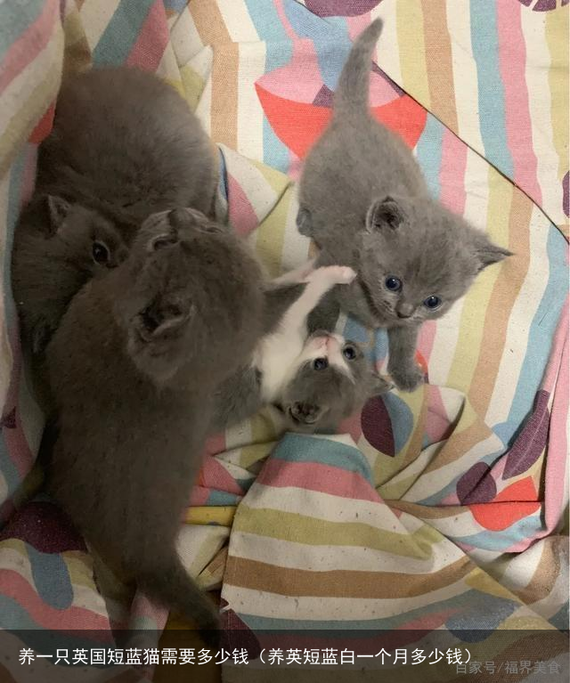 养一只英国短蓝猫需要多少钱（养英短蓝白一个月多少钱）
