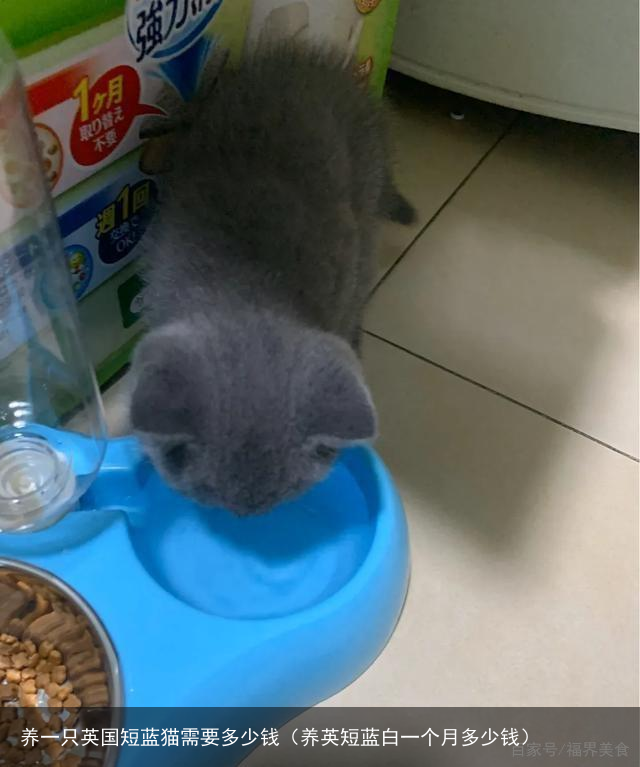 养一只英国短蓝猫需要多少钱（养英短蓝白一个月多少钱）