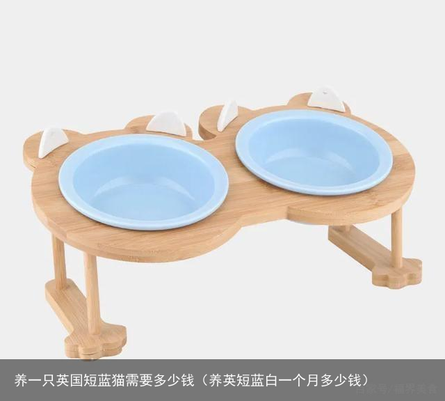养一只英国短蓝猫需要多少钱（养英短蓝白一个月多少钱）