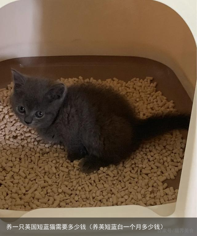 养一只英国短蓝猫需要多少钱（养英短蓝白一个月多少钱）