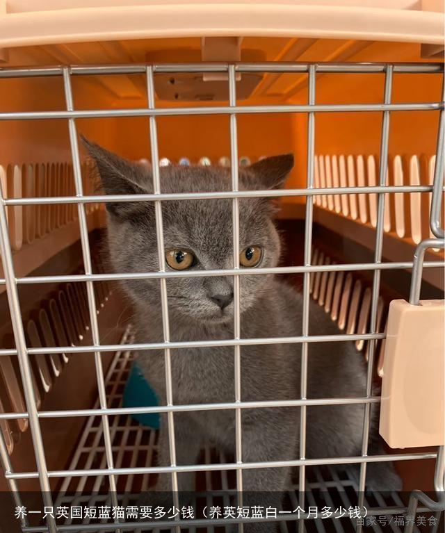 养一只英国短蓝猫需要多少钱（养英短蓝白一个月多少钱）