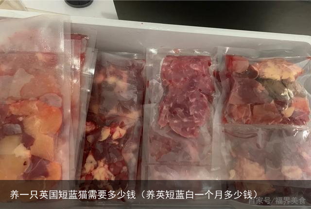 养一只英国短蓝猫需要多少钱（养英短蓝白一个月多少钱）