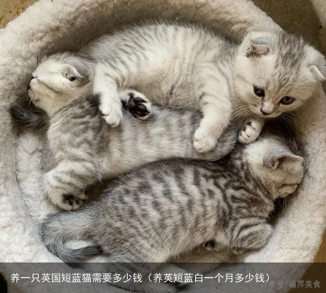 养一只英国短蓝猫需要多少钱（养英短蓝白一个月多少钱）