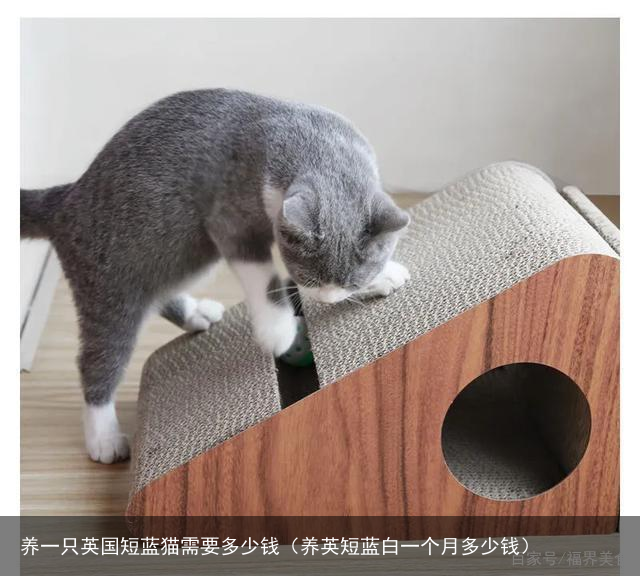 养一只英国短蓝猫需要多少钱（养英短蓝白一个月多少钱）
