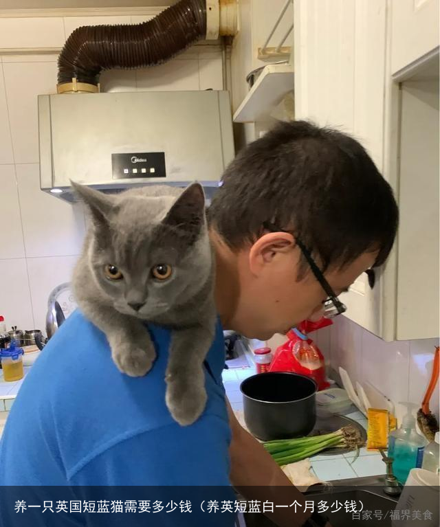 养一只英国短蓝猫需要多少钱（养英短蓝白一个月多少钱）