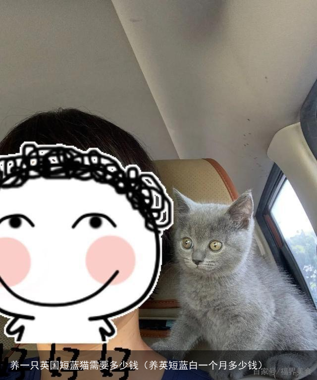养一只英国短蓝猫需要多少钱（养英短蓝白一个月多少钱）