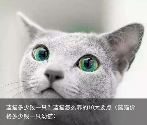 蓝猫多少钱一只？蓝猫怎么养的10大要点（蓝猫价格多少钱一只幼猫）
