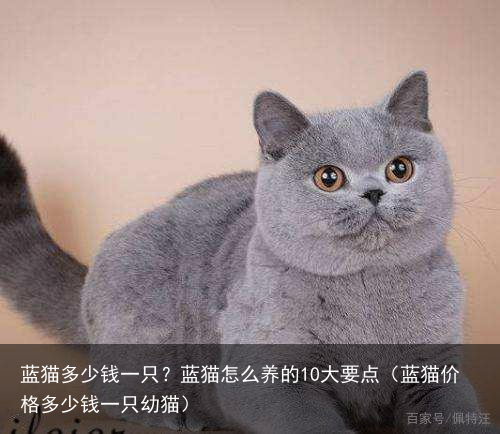 蓝猫多少钱一只？蓝猫怎么养的10大要点（蓝猫价格多少钱一只幼猫）