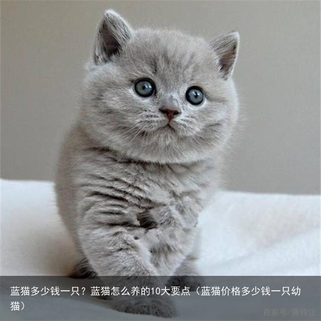 蓝猫多少钱一只？蓝猫怎么养的10大要点（蓝猫价格多少钱一只幼猫）