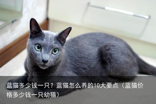 蓝猫多少钱一只？蓝猫怎么养的10大要点（蓝猫价格多少钱一只幼猫）