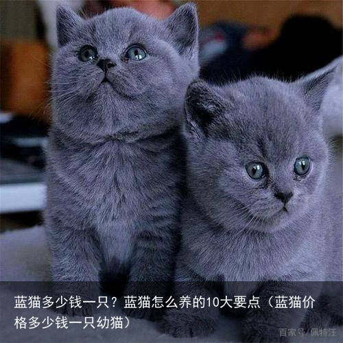 蓝猫多少钱一只？蓝猫怎么养的10大要点（蓝猫价格多少钱一只幼猫）