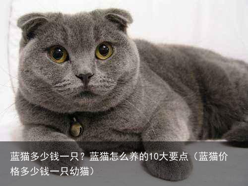 蓝猫多少钱一只？蓝猫怎么养的10大要点（蓝猫价格多少钱一只幼猫）