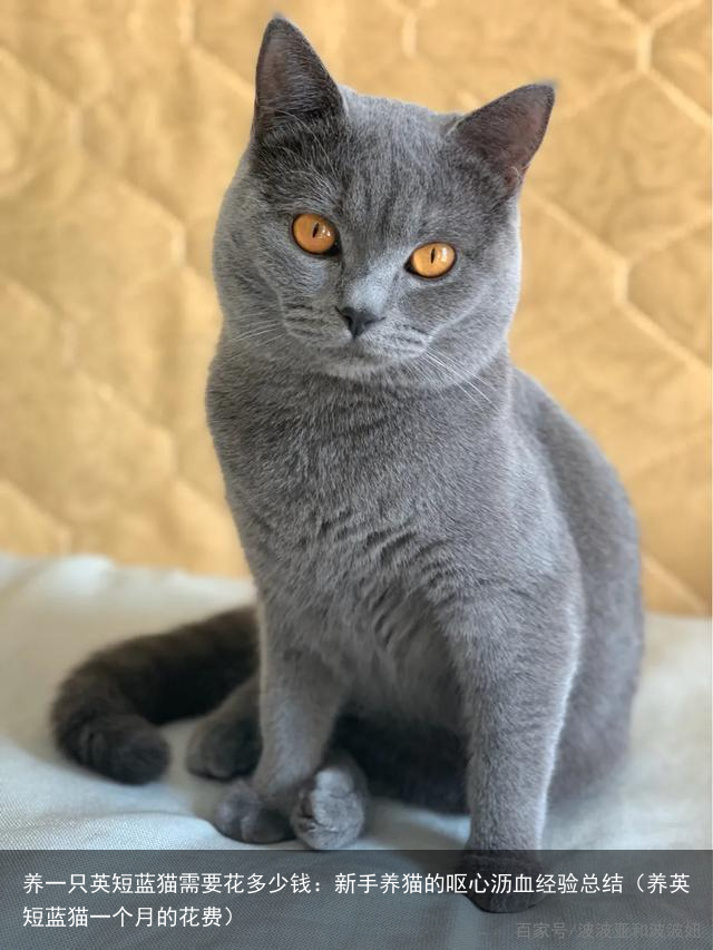 养一只英短蓝猫需要花多少钱：新手养猫的呕心沥血经验总结（养英短蓝猫一个月的花费）