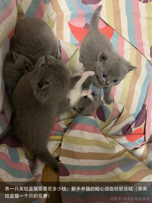 养一只英短蓝猫需要花多少钱：新手养猫的呕心沥血经验总结（养英短蓝猫一个月的花费）