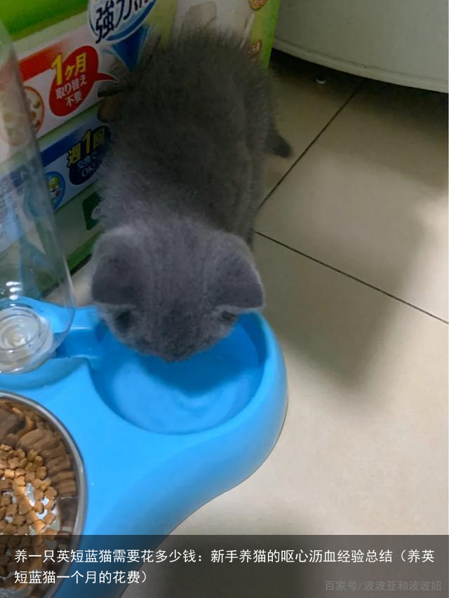 养一只英短蓝猫需要花多少钱：新手养猫的呕心沥血经验总结（养英短蓝猫一个月的花费）