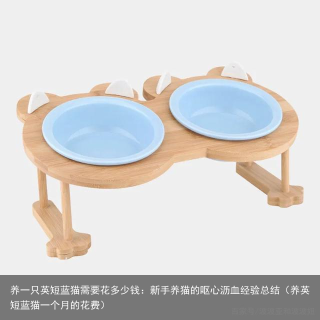 养一只英短蓝猫需要花多少钱：新手养猫的呕心沥血经验总结（养英短蓝猫一个月的花费）