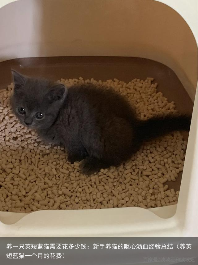 养一只英短蓝猫需要花多少钱：新手养猫的呕心沥血经验总结（养英短蓝猫一个月的花费）