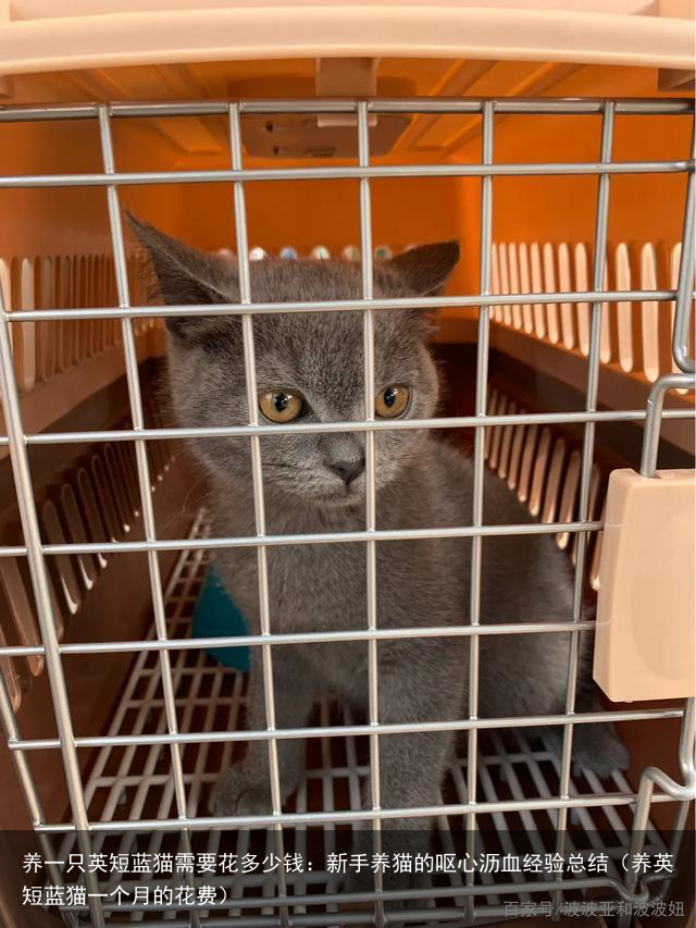 养一只英短蓝猫需要花多少钱：新手养猫的呕心沥血经验总结（养英短蓝猫一个月的花费）