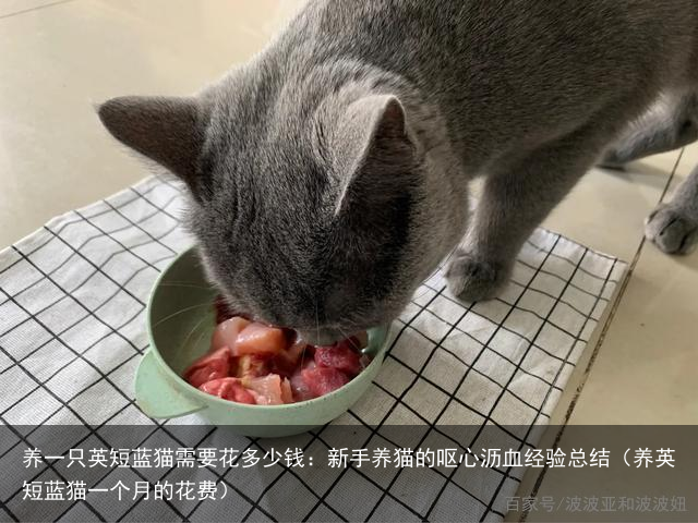 养一只英短蓝猫需要花多少钱：新手养猫的呕心沥血经验总结（养英短蓝猫一个月的花费）
