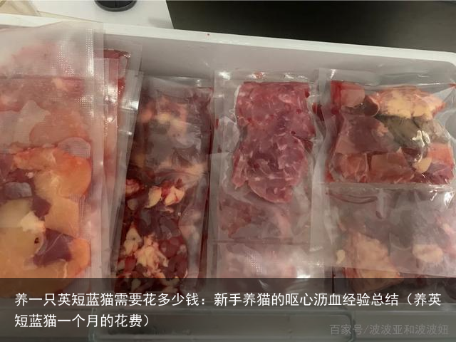 养一只英短蓝猫需要花多少钱：新手养猫的呕心沥血经验总结（养英短蓝猫一个月的花费）