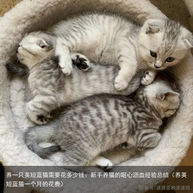 养一只英短蓝猫需要花多少钱：新手养猫的呕心沥血经验总结（养英短蓝猫一个月的花费）