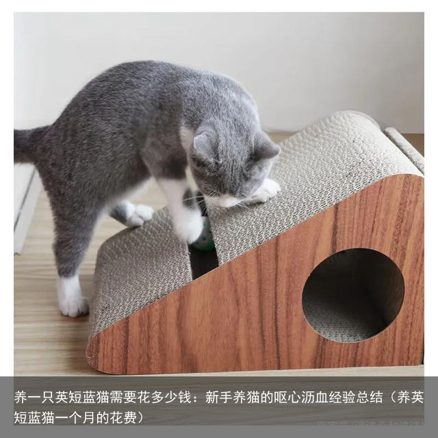 养一只英短蓝猫需要花多少钱：新手养猫的呕心沥血经验总结（养英短蓝猫一个月的花费）