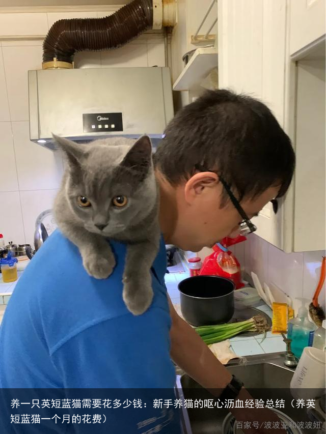 养一只英短蓝猫需要花多少钱：新手养猫的呕心沥血经验总结（养英短蓝猫一个月的花费）