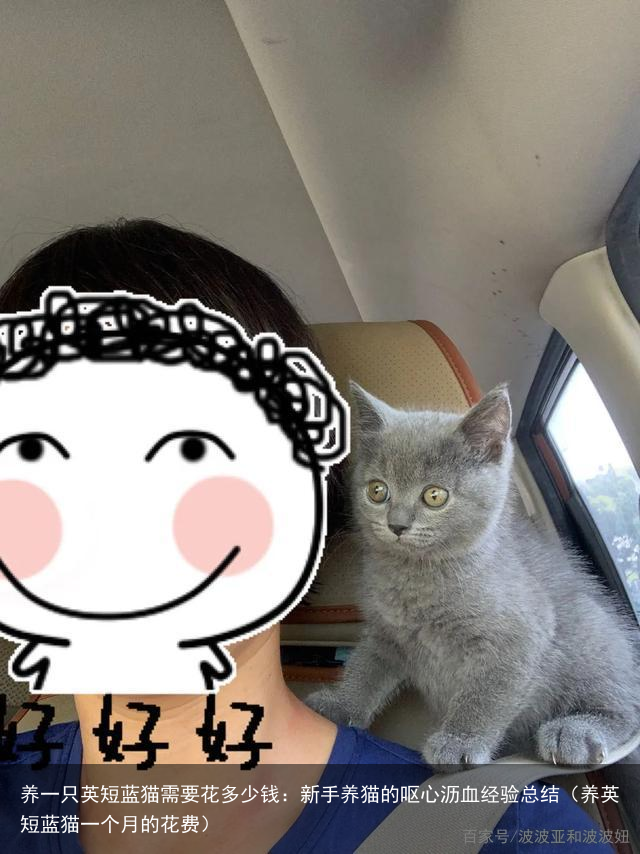 养一只英短蓝猫需要花多少钱：新手养猫的呕心沥血经验总结（养英短蓝猫一个月的花费）
