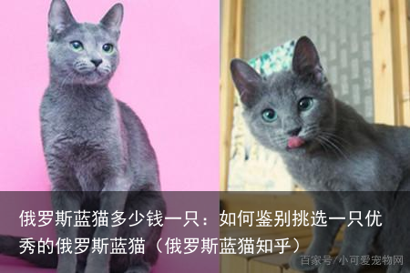 俄罗斯蓝猫多少钱一只：如何鉴别挑选一只优秀的俄罗斯蓝猫（俄罗斯蓝猫知乎）