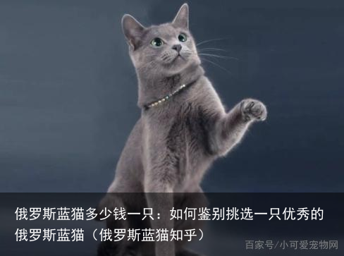 俄罗斯蓝猫多少钱一只：如何鉴别挑选一只优秀的俄罗斯蓝猫（俄罗斯蓝猫知乎）