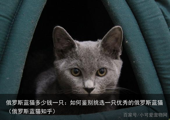 俄罗斯蓝猫多少钱一只：如何鉴别挑选一只优秀的俄罗斯蓝猫（俄罗斯蓝猫知乎）