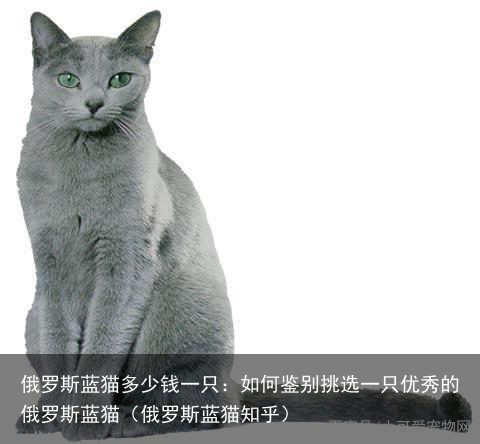 俄罗斯蓝猫多少钱一只：如何鉴别挑选一只优秀的俄罗斯蓝猫（俄罗斯蓝猫知乎）