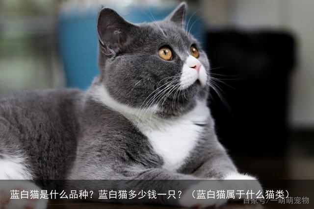 蓝白猫是什么品种？蓝白猫多少钱一只？（蓝白猫属于什么猫类）