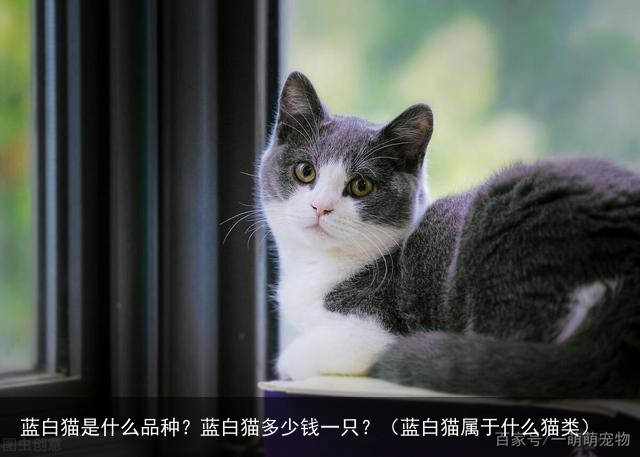 蓝白猫是什么品种？蓝白猫多少钱一只？（蓝白猫属于什么猫类）