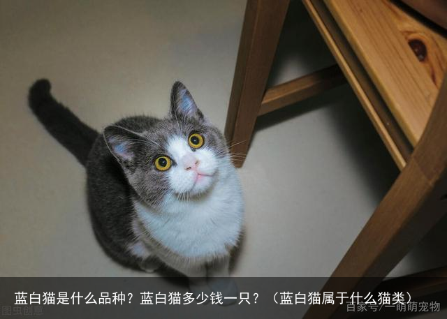 蓝白猫是什么品种？蓝白猫多少钱一只？（蓝白猫属于什么猫类）