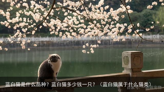 蓝白猫是什么品种？蓝白猫多少钱一只？（蓝白猫属于什么猫类）