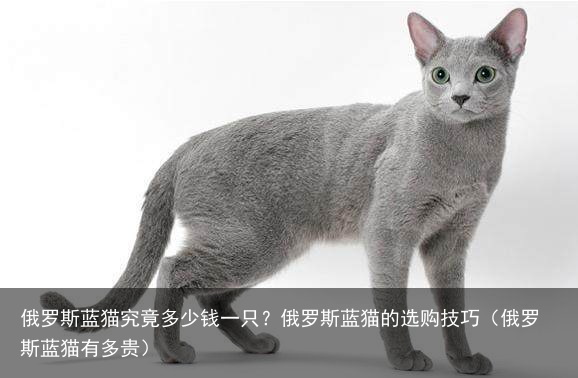 俄罗斯蓝猫究竟多少钱一只？俄罗斯蓝猫的选购技巧（俄罗斯蓝猫有多贵）